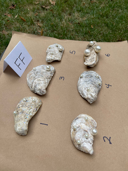 Oyster Trinket Dish (Fall Flowers)